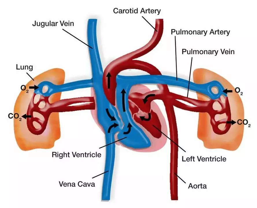 The Connection Between Pulmonary Arterial Hypertension and Thyroid Disorders