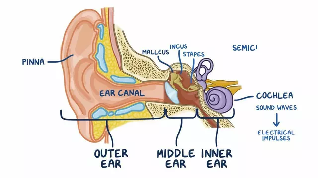The Importance of Ear Hygiene in Preventing Ear Canal Infections